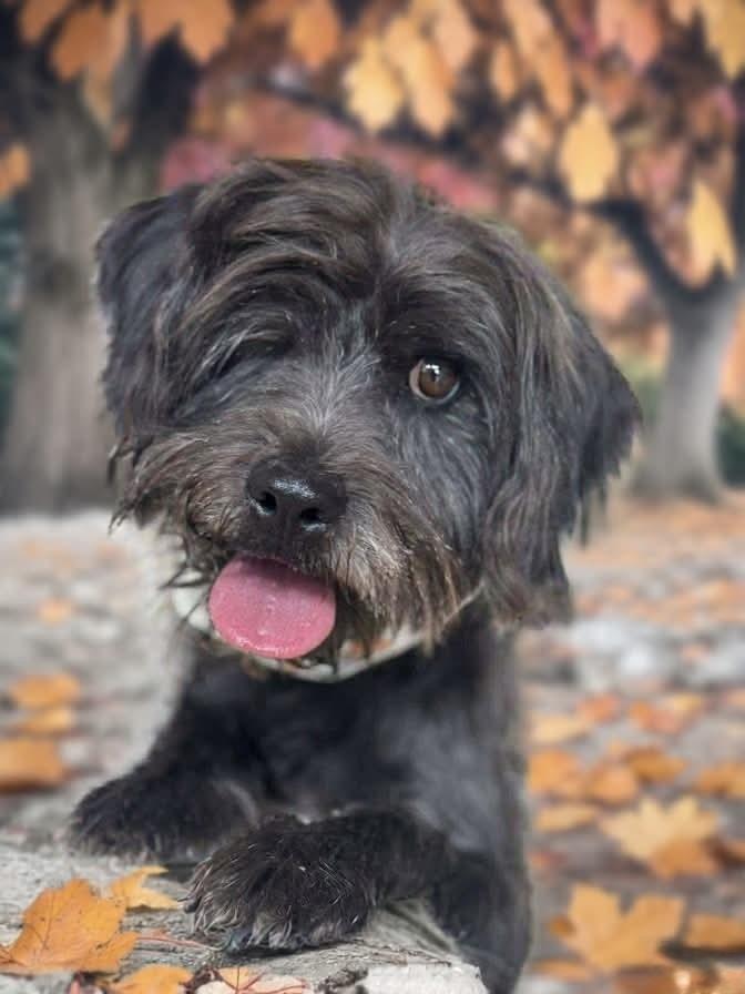 Wink, Adoptable, Adult Male Schnauzer & Poodle.