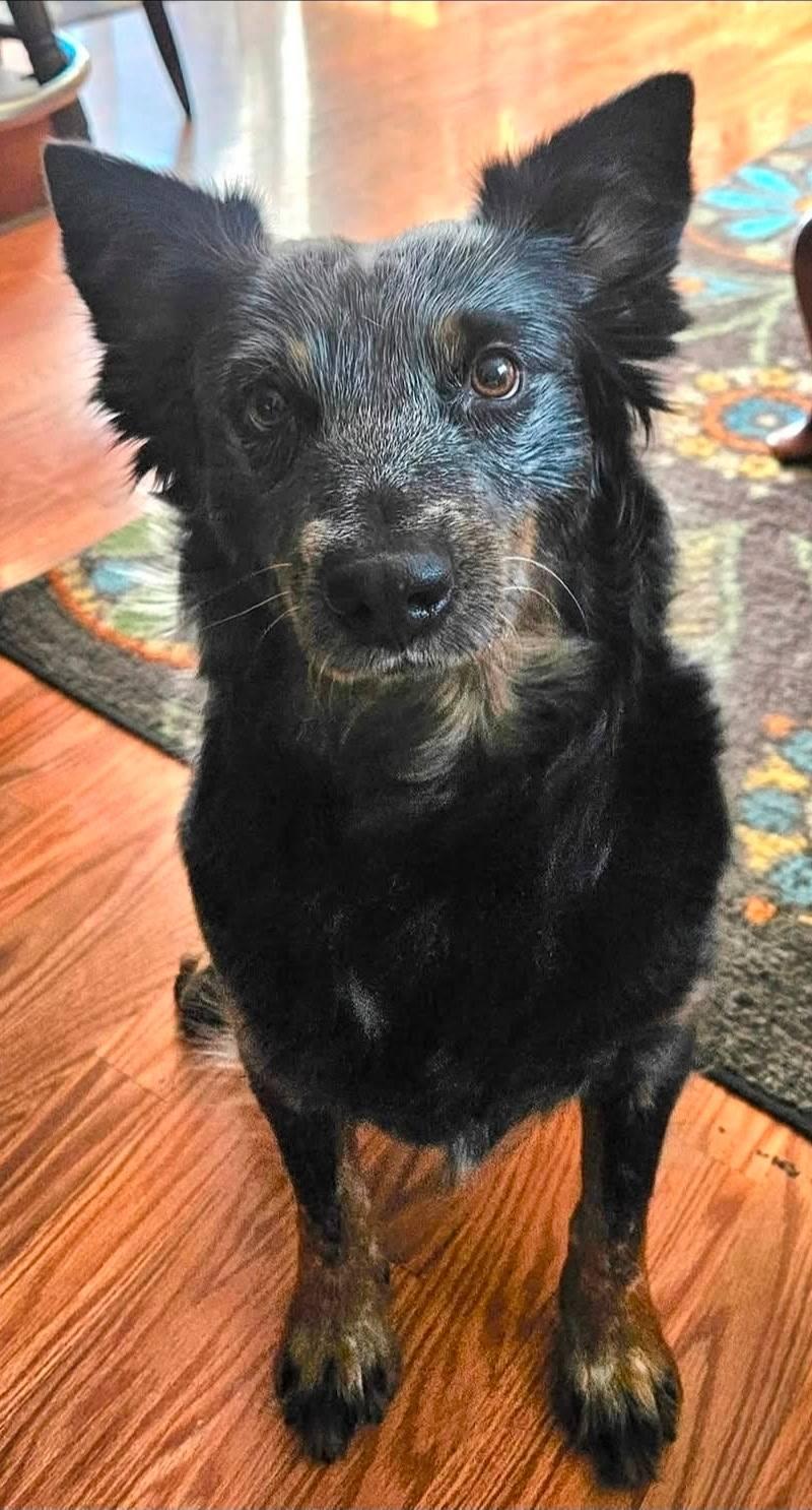 Onyx, ADOPTABLE, Adult Male Australian Shepherd.