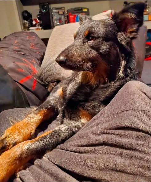 Enlarge Onyx, a ADOPTABLE Australian Shepherd in Albany, NY image 3/3