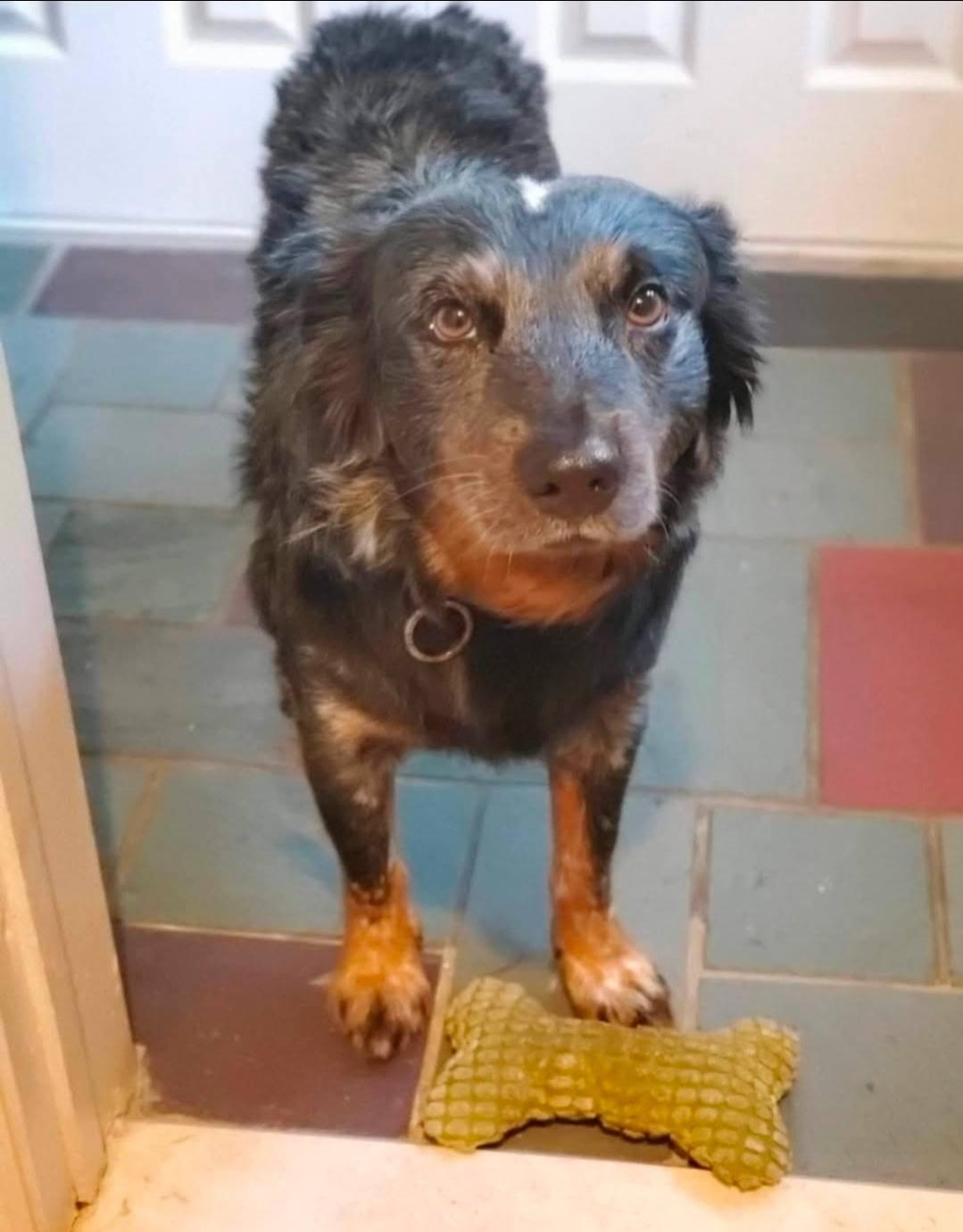 Enlarge Onyx, a ADOPTABLE Australian Shepherd in Albany, NY image 2/3