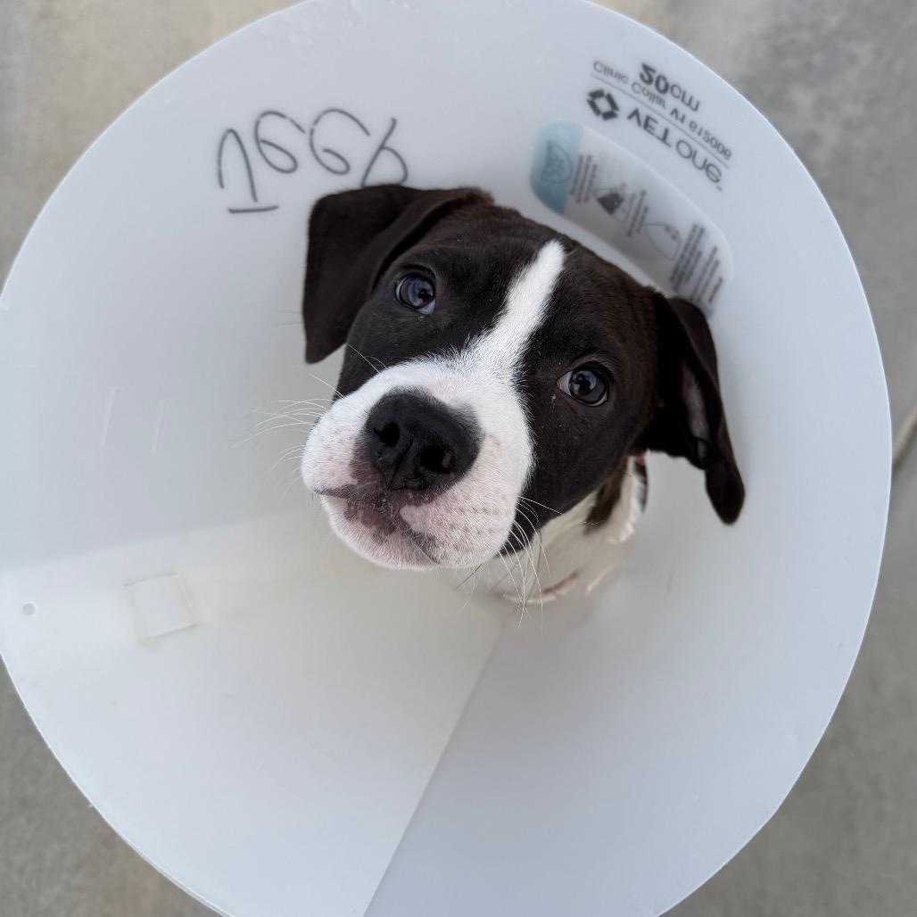 Jeep, Adoptable, Puppy Male Pit Bull Terrier & Mixed Breed.