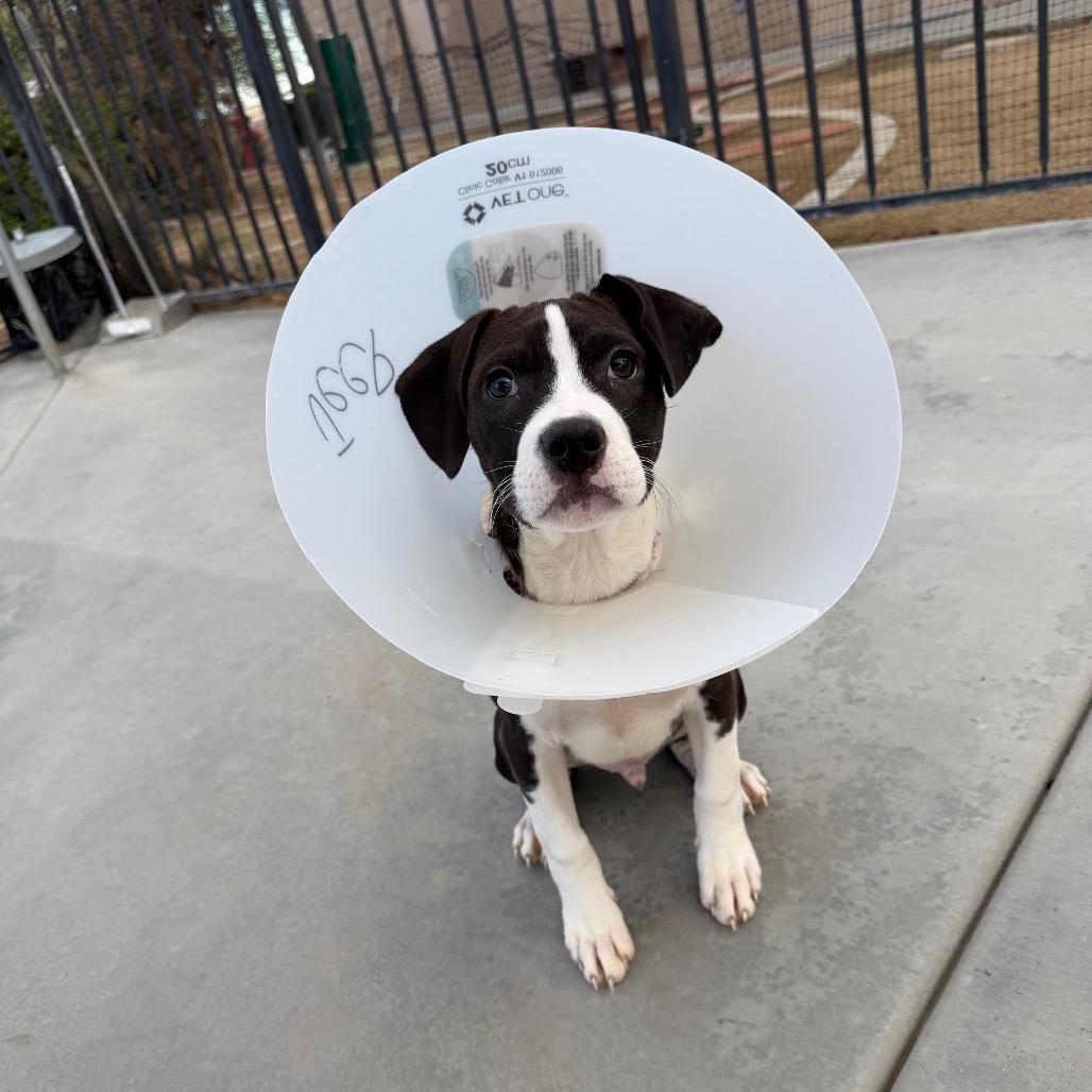 Enlarge Jeep, a Adoptable mixed breed in Riverside, CA image 2/2