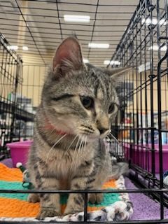 Tanner, Adoptable, Kitten Male American Shorthair & Domestic Short Hair.