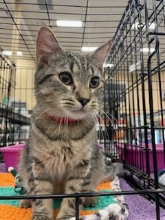 Tanner, a Adoptable mixed breed image 2/5