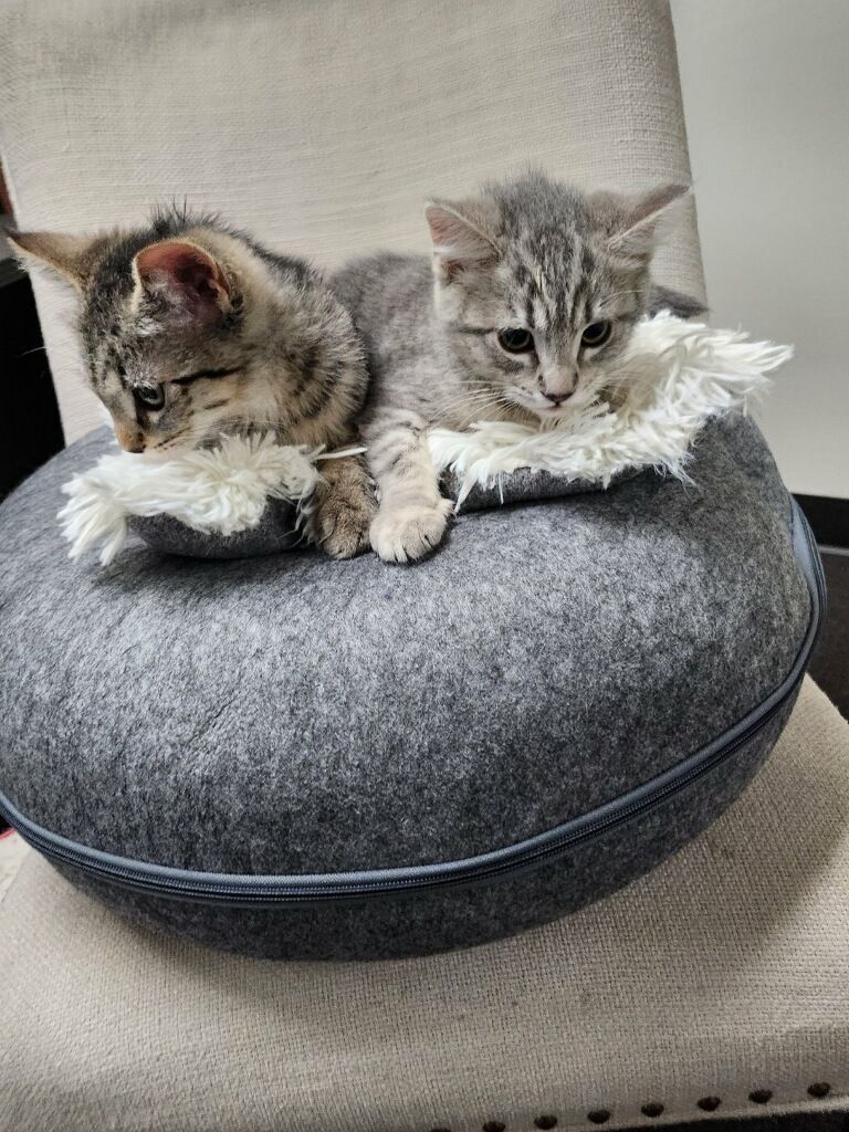 Tanner, a Adoptable mixed breed image 3/5