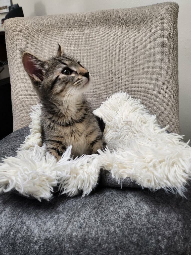 Tanner, a Adoptable mixed breed image 5/5