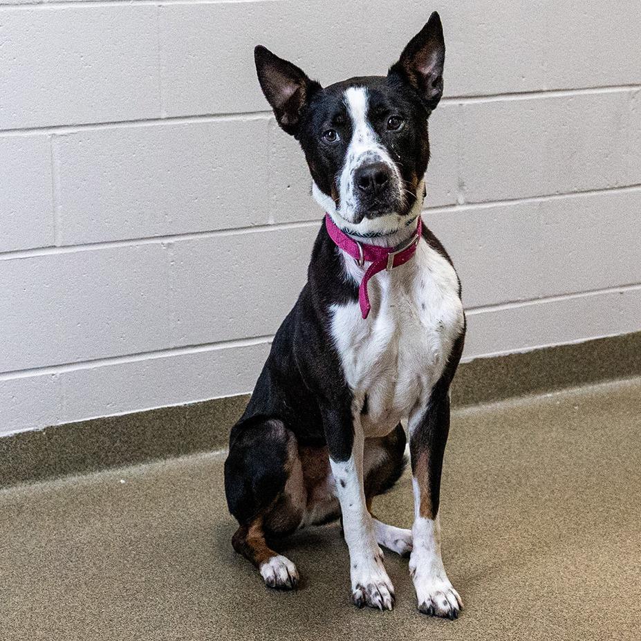 Buddy, a Adoptable mixed breed in Council Bluffs, IA image 1/4