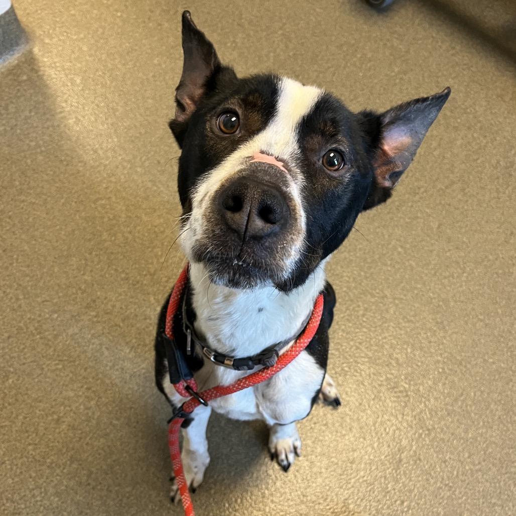 Buddy, a Adoptable mixed breed in Council Bluffs, IA image 2/4