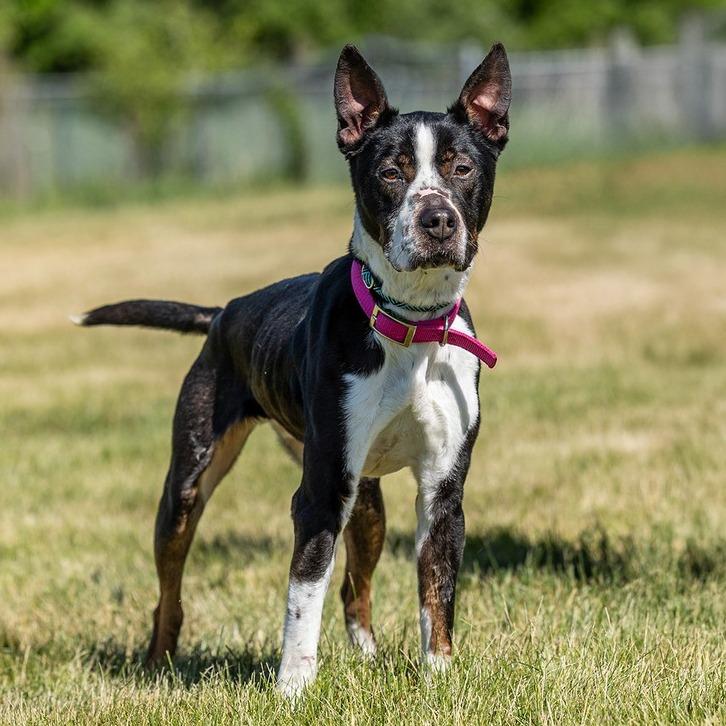 Buddy, a Adoptable mixed breed in Council Bluffs, IA image 4/4
