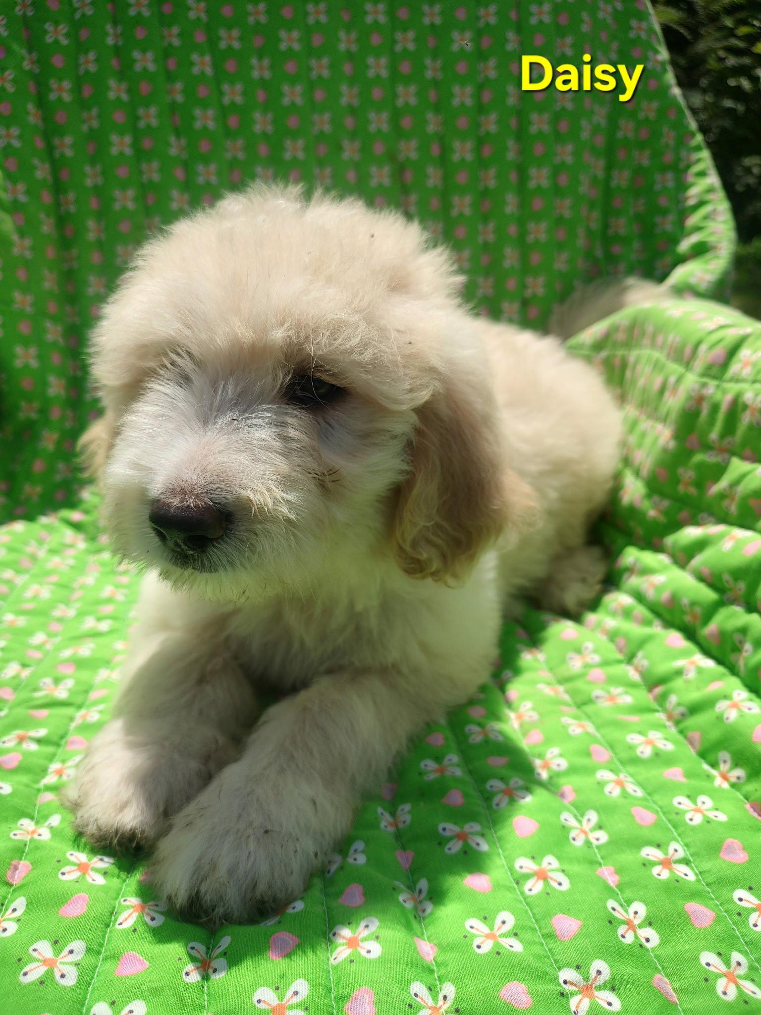 Daisy, Adoptable, Puppy Female Great Pyrenees & Standard Poodle.
