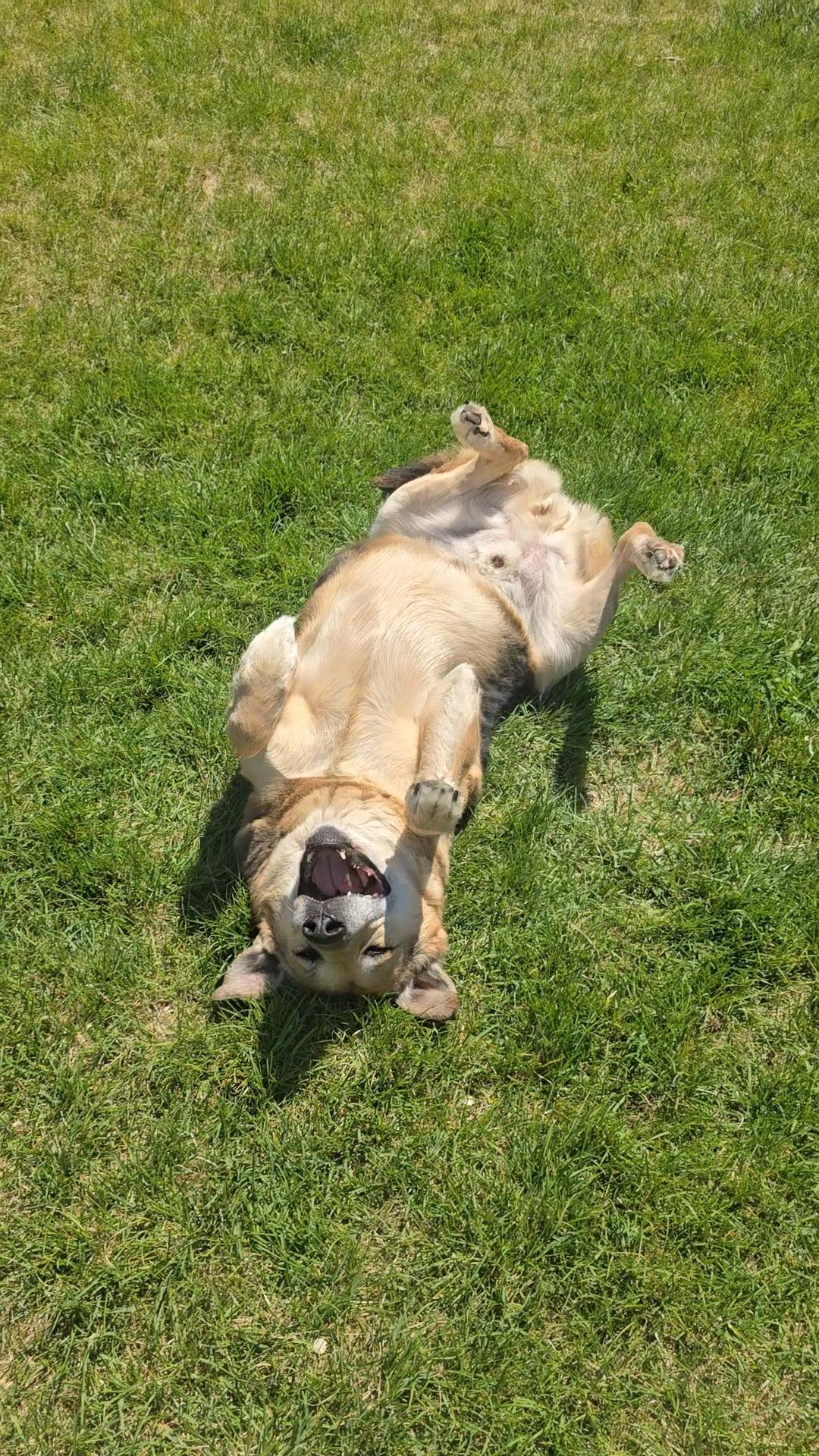 Bill, a Adoptable mixed breed in Pocatello, ID image 6/6