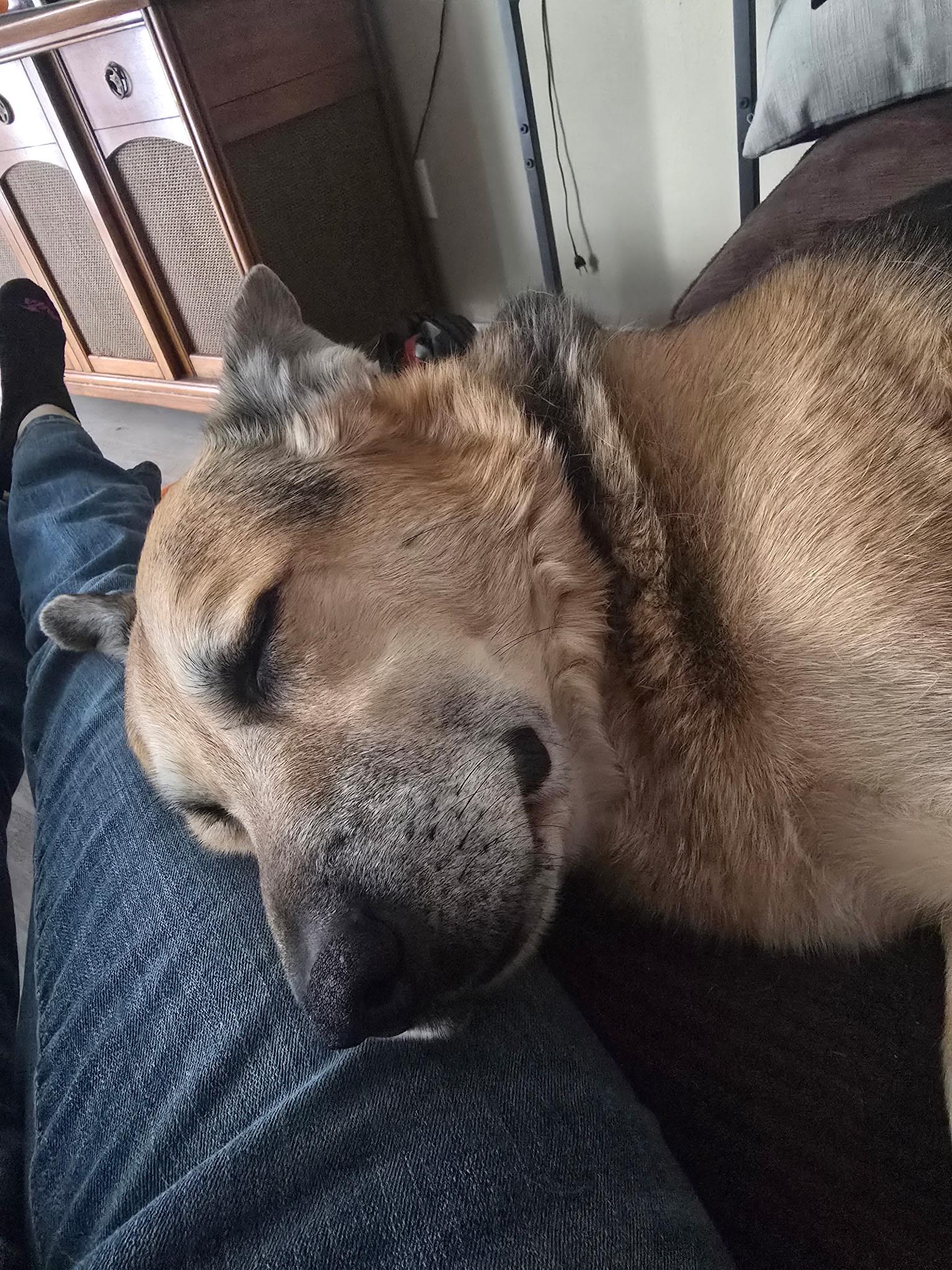 Bill, Adoptable, Adult Male Shepherd.