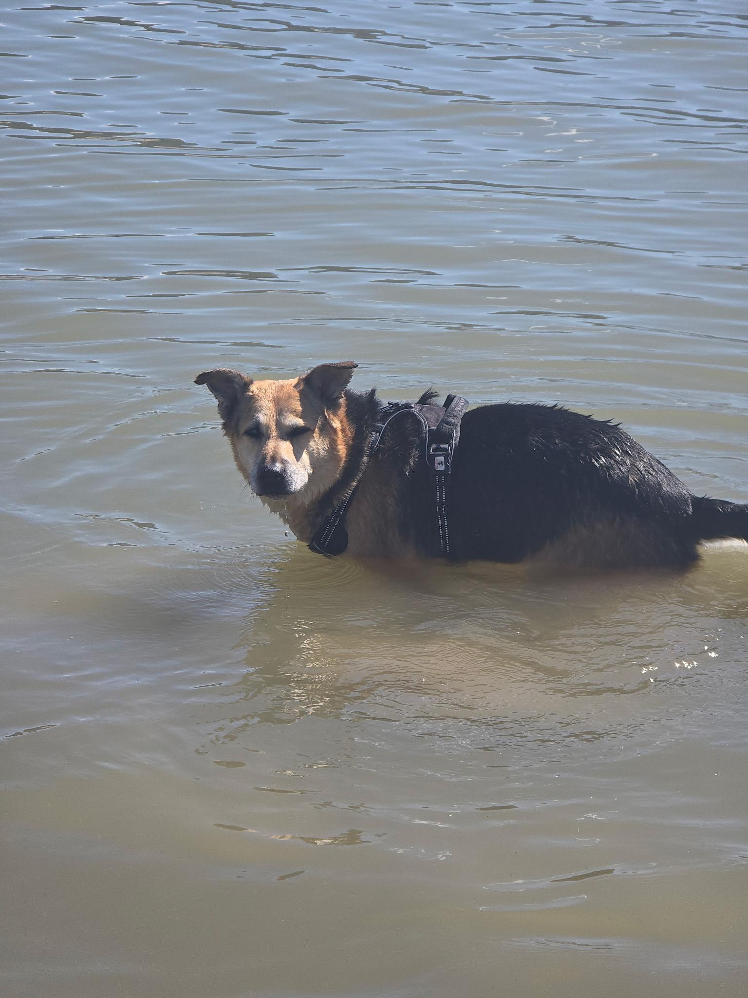 Bill, an adoptable Shepherd in Pocatello, ID, 83201 | Photo Image 3