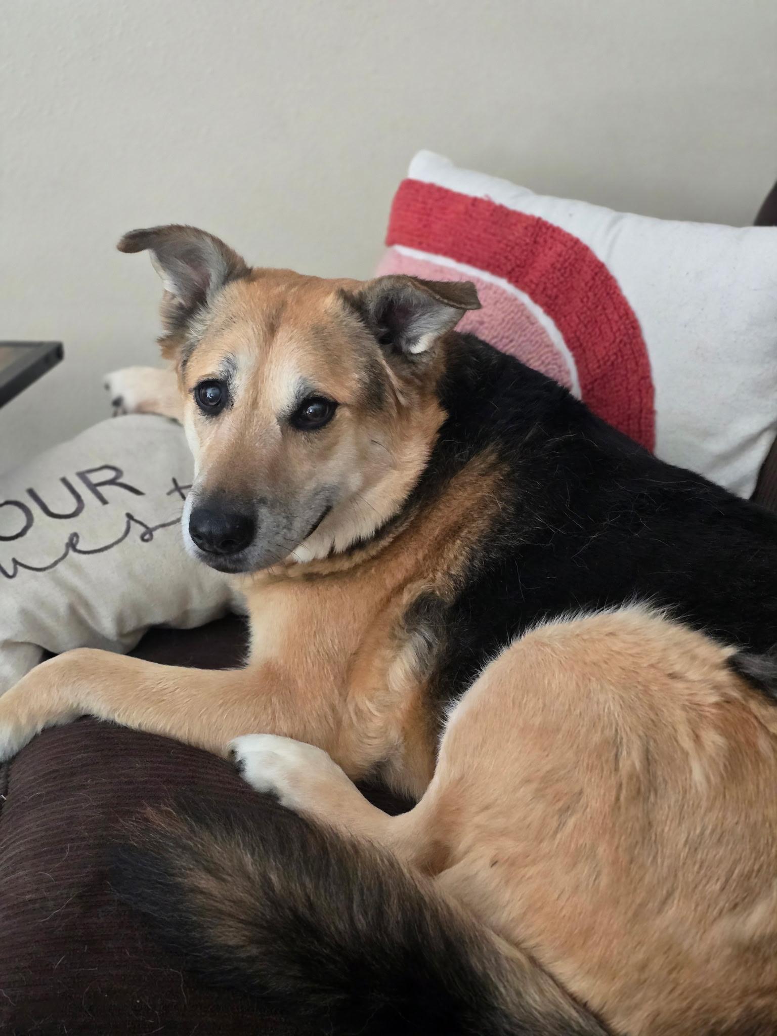 Bill, an adoptable Shepherd in Pocatello, ID, 83201 | Photo Image 1