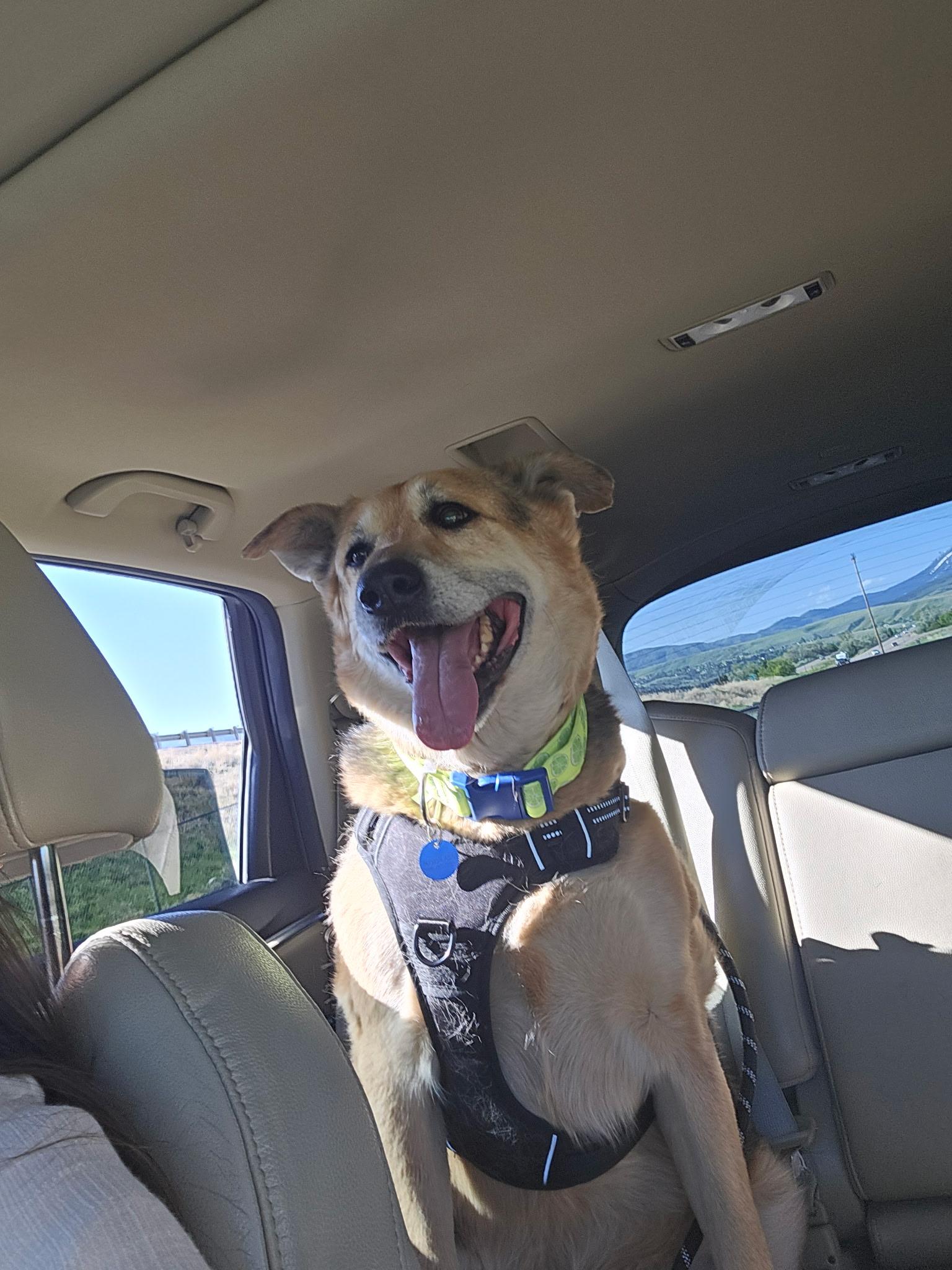 Bill, a Adoptable mixed breed in Pocatello, ID image 5/6