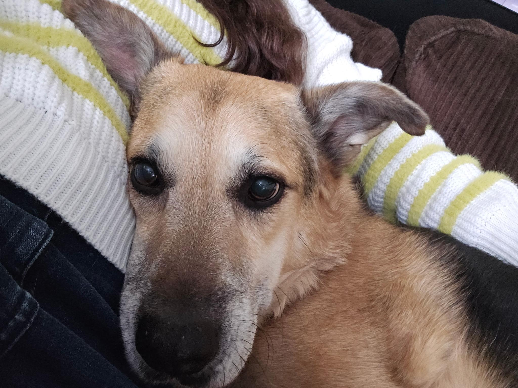 Bill, Adoptable, Adult Male Shepherd.