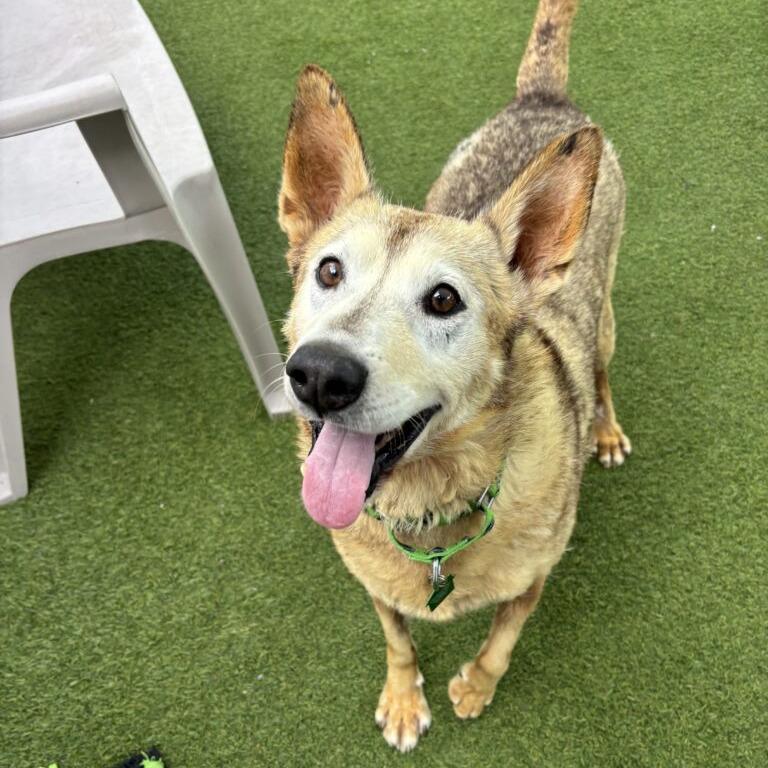 Enlarge Boe, a Adoptable Shepherd in San Diego, CA image 1/6