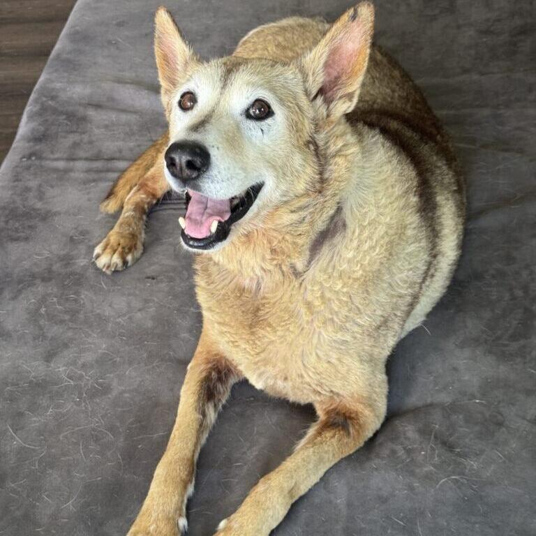 Enlarge Boe, a Adoptable Shepherd in San Diego, CA image 2/6