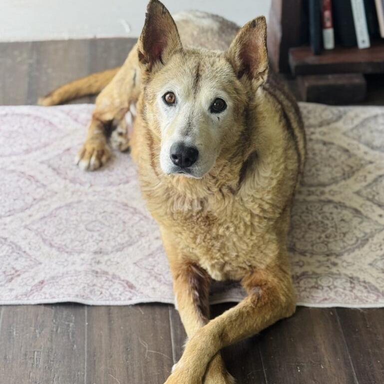 Enlarge Boe, a Adoptable Shepherd in San Diego, CA image 3/6
