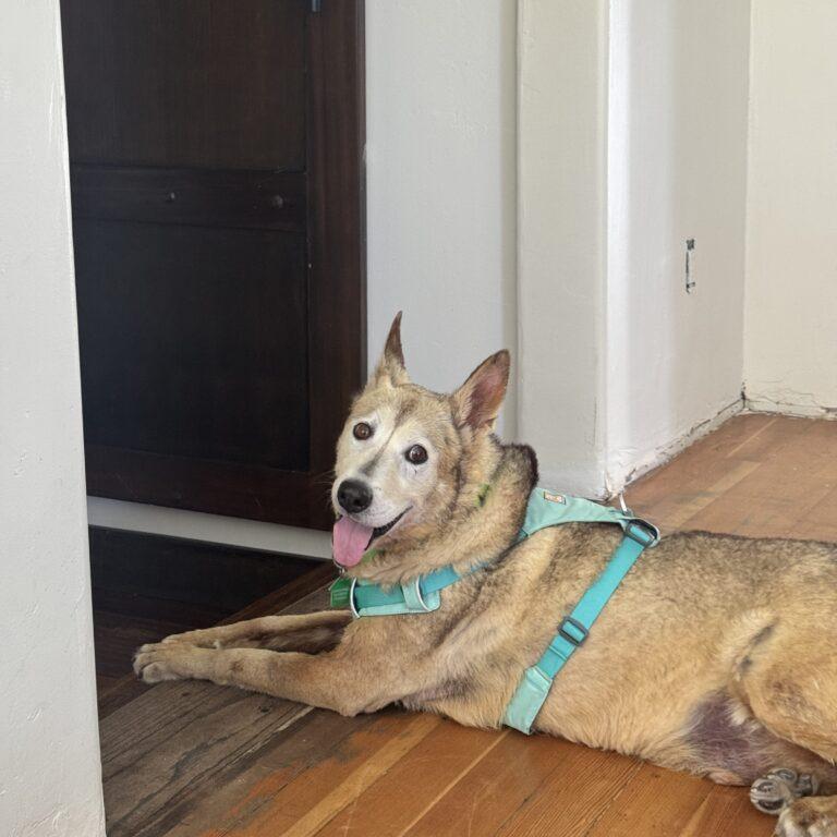 Enlarge Boe, a Adoptable Shepherd in San Diego, CA image 4/6