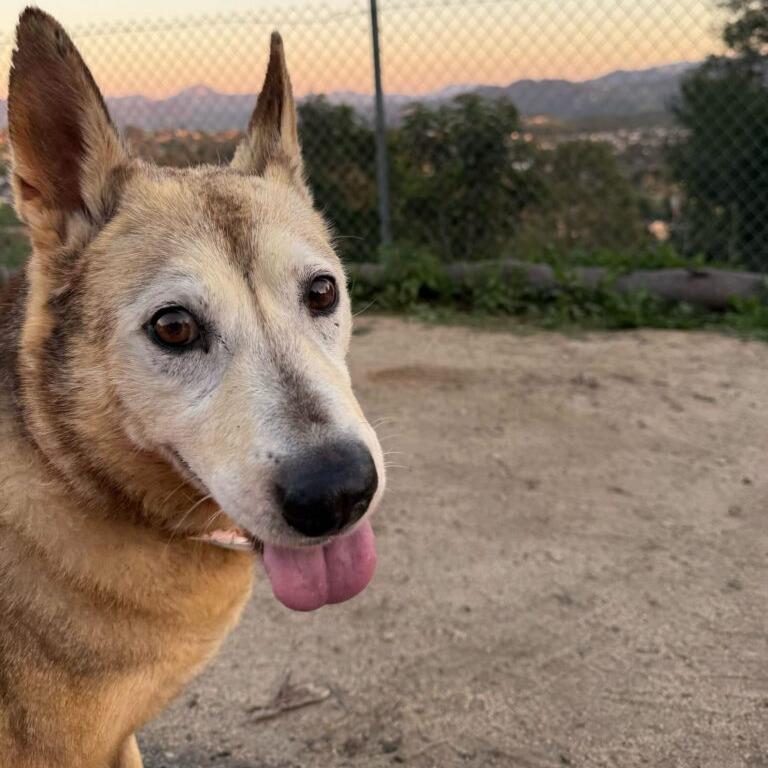 Enlarge Boe, a Adoptable Shepherd in San Diego, CA image 5/6