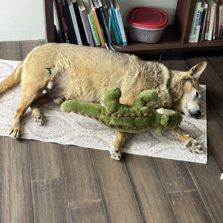 Enlarge Boe, a Adoptable Shepherd in San Diego, CA image 6/6
