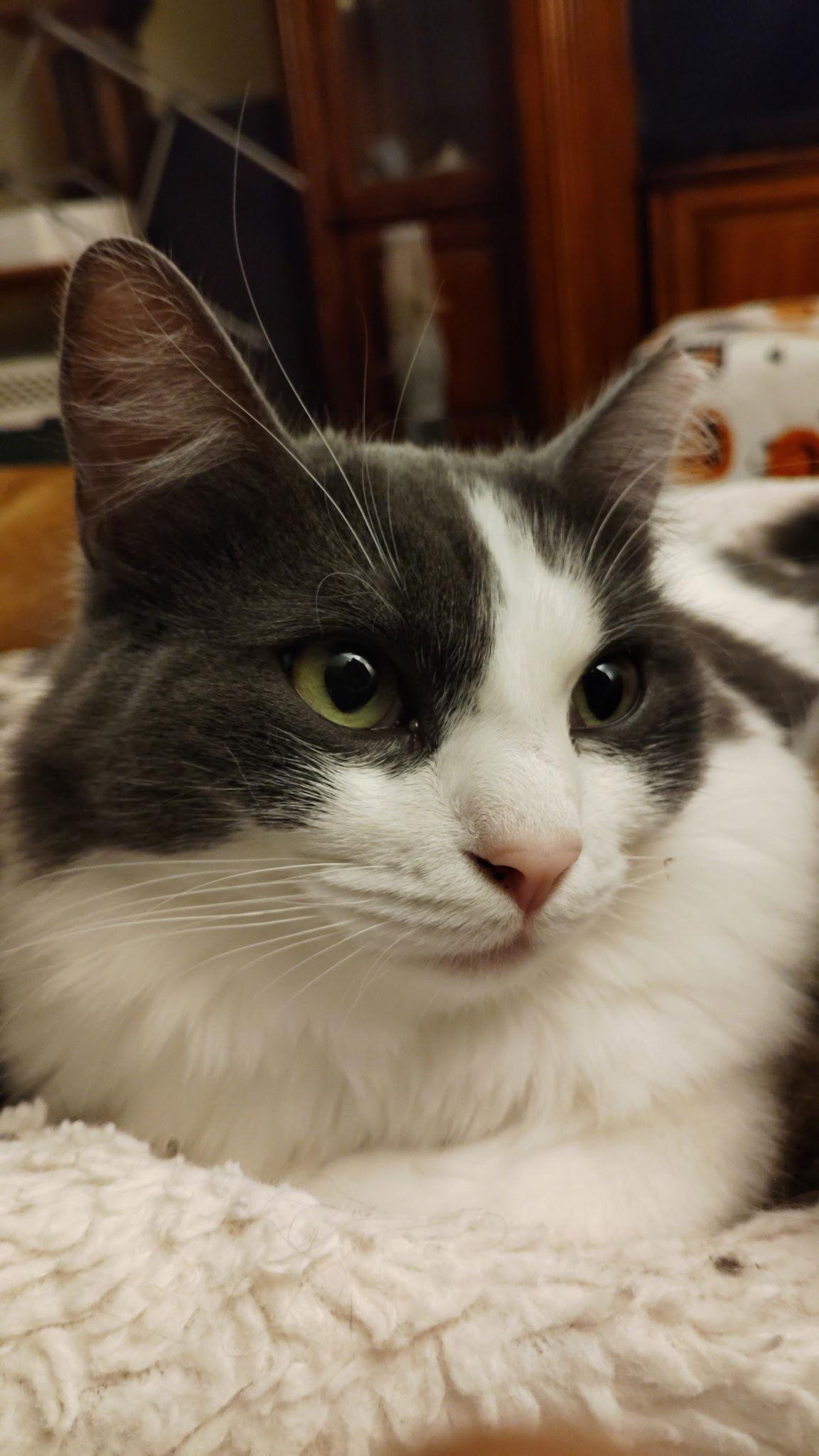 Enlarge Wildflower & Blossum, a Adoptable Domestic Long Hair in Walnut Creek, CA image 1/3