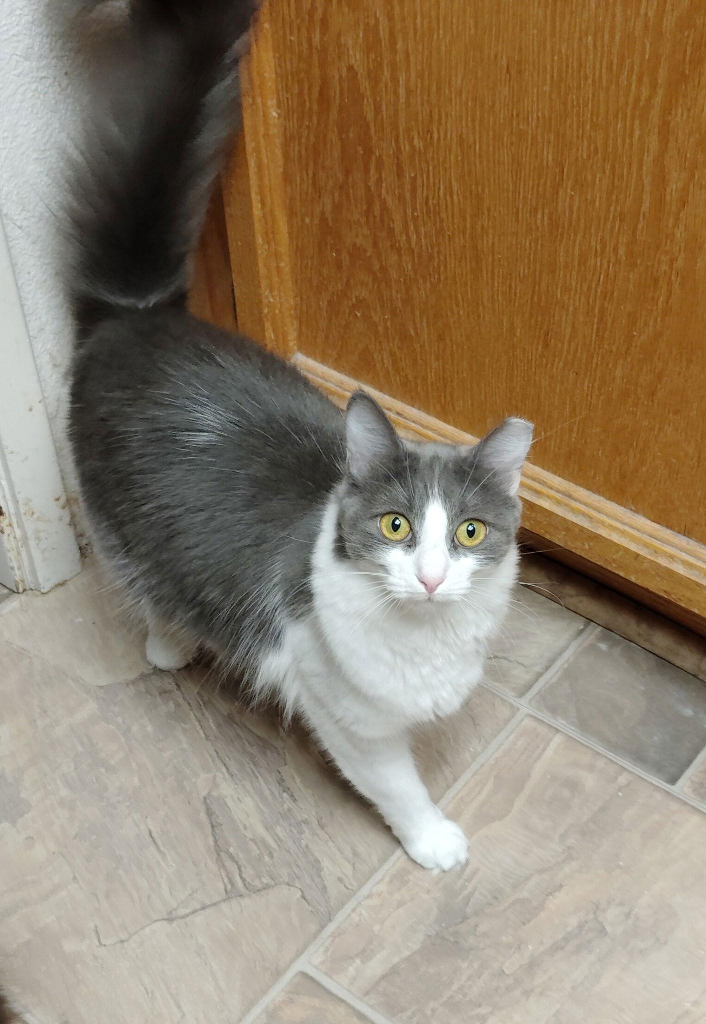 Enlarge Wildflower & Blossum, a Adoptable Domestic Long Hair in Walnut Creek, CA image 2/3