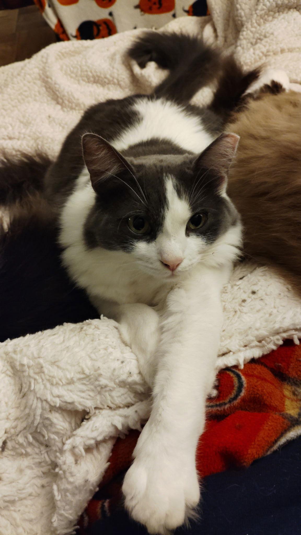 Enlarge Wildflower & Blossum, a Adoptable Domestic Long Hair in Walnut Creek, CA image 3/3