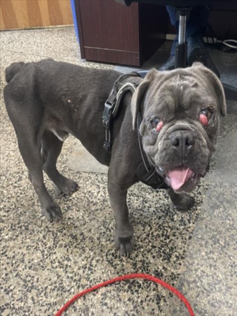 Enlarge IVAN, a Adoptable mixed breed in Tracy, CA image 1/1