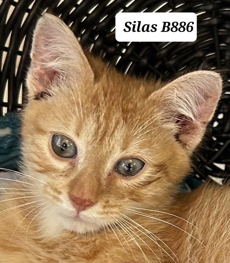 Enlarge Silas, a ADOPTABLE Domestic Short Hair in Morganton, NC image 1/1