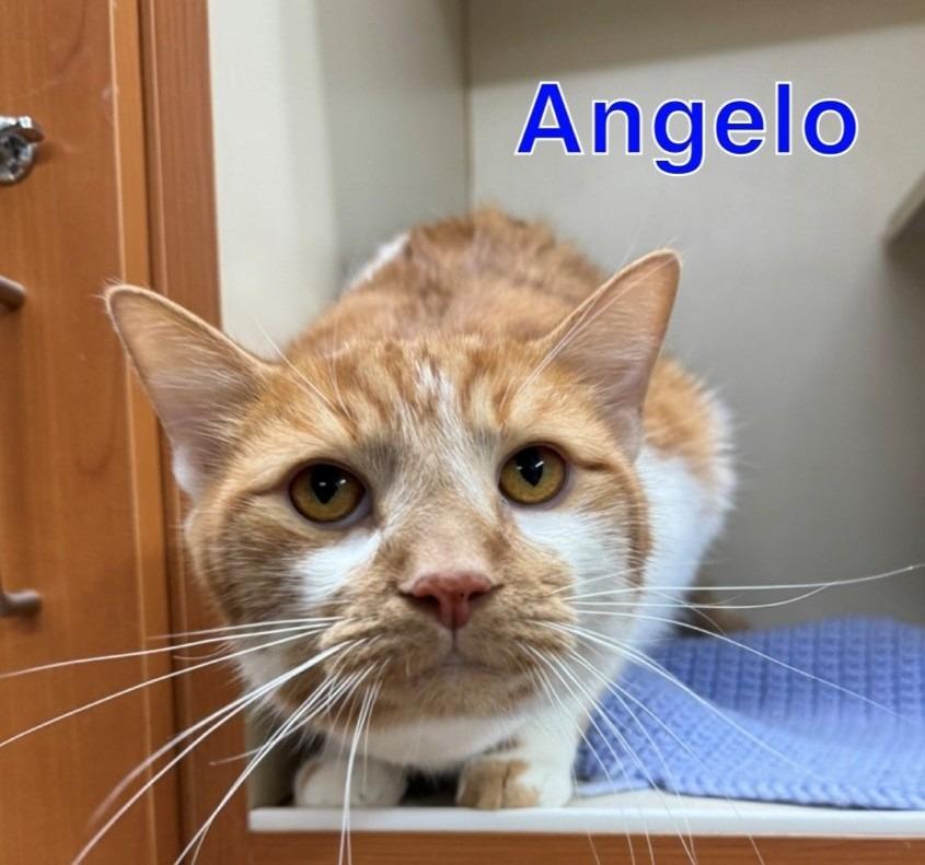 Enlarge ANGELO, a Adoptable mixed breed in Hastings, MI image 1/3