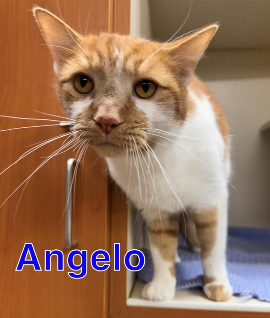 Enlarge ANGELO, a Adoptable mixed breed in Hastings, MI image 2/3