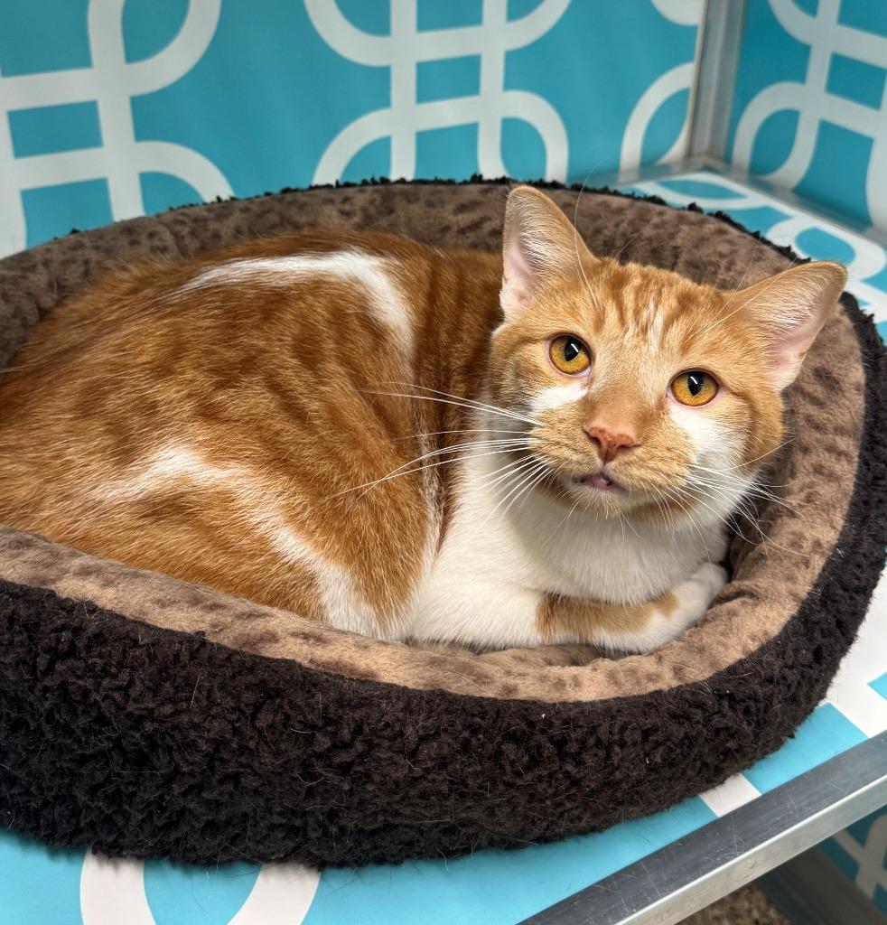 Enlarge ANGELO, a Adoptable mixed breed in Hastings, MI image 3/3