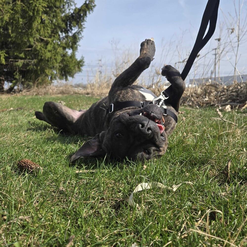 Fozzie, Adoptable, Adult Male Pit Bull Terrier.