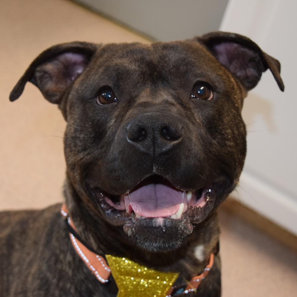 Fozzie, a Adoptable mixed breed in Bowling Green, OH image 2/5