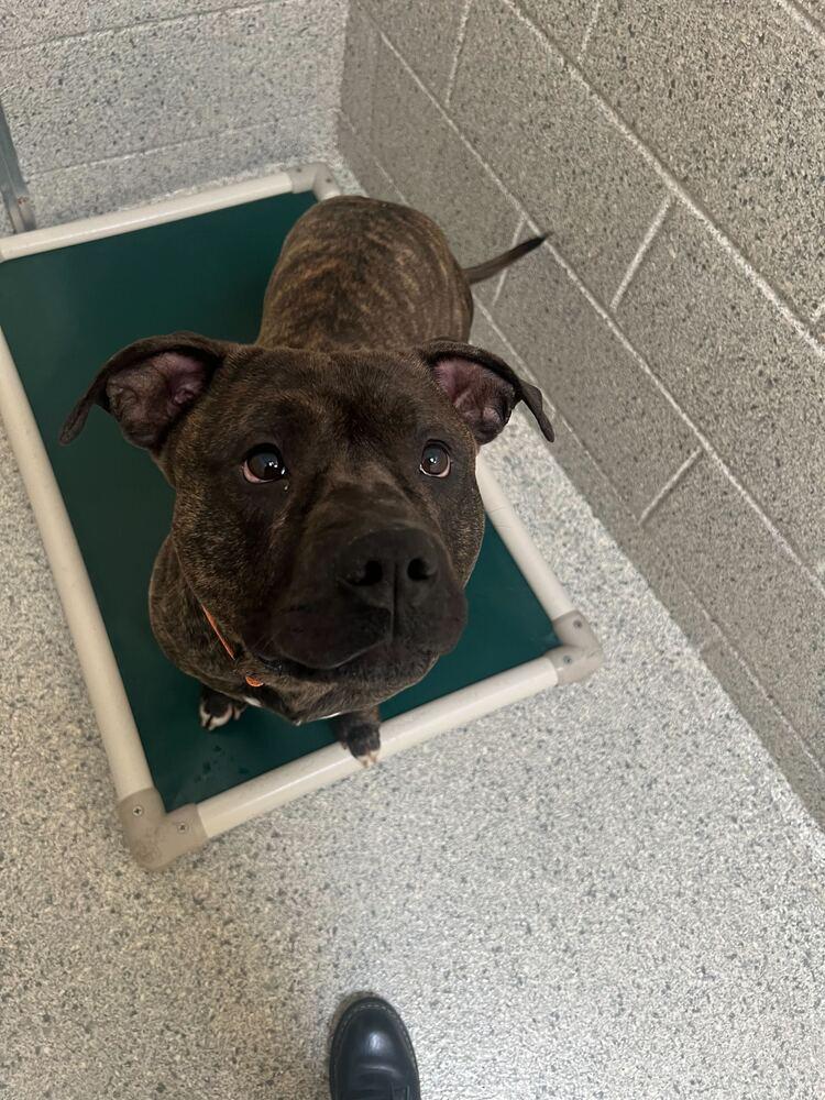 Fozzie, a Adoptable mixed breed in Bowling Green, OH image 3/5