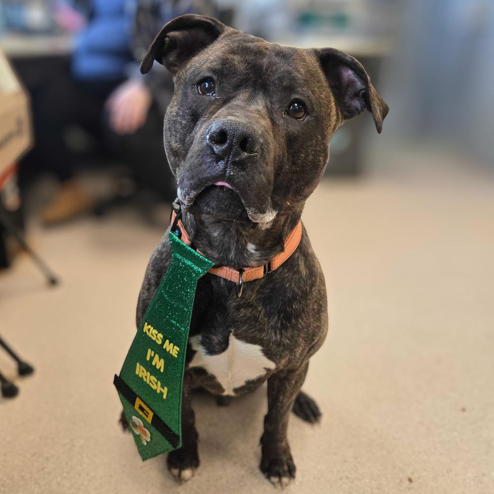 Fozzie, a Adoptable mixed breed in Bowling Green, OH image 4/5