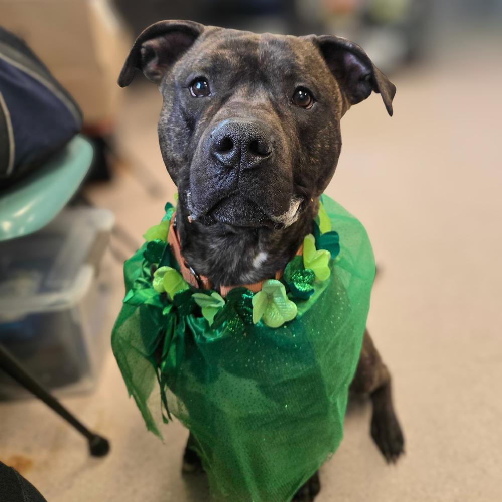 Fozzie, a Adoptable mixed breed in Bowling Green, OH image 5/5