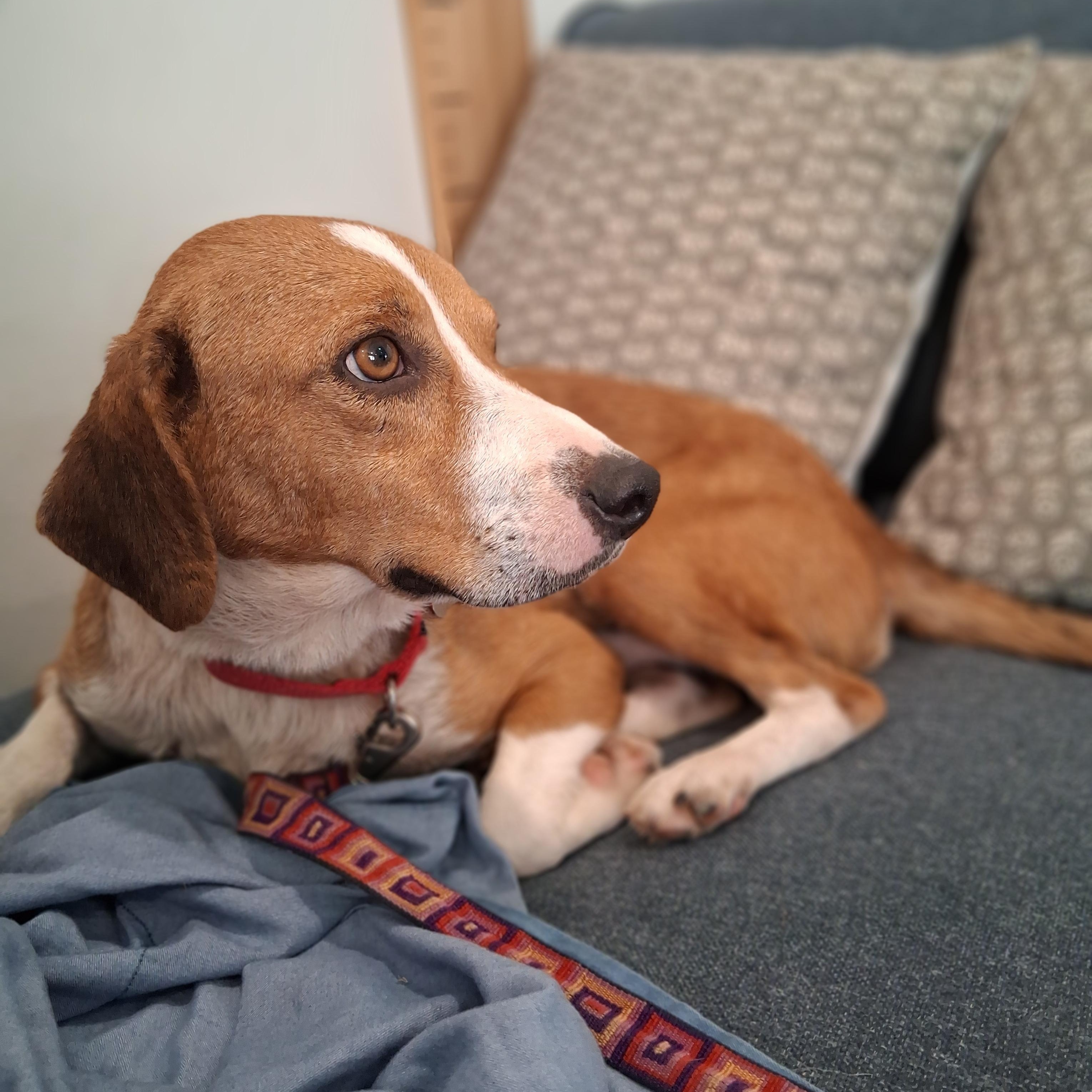 Barney, an adopted Beagle in Elmhurst, IL image 5/6