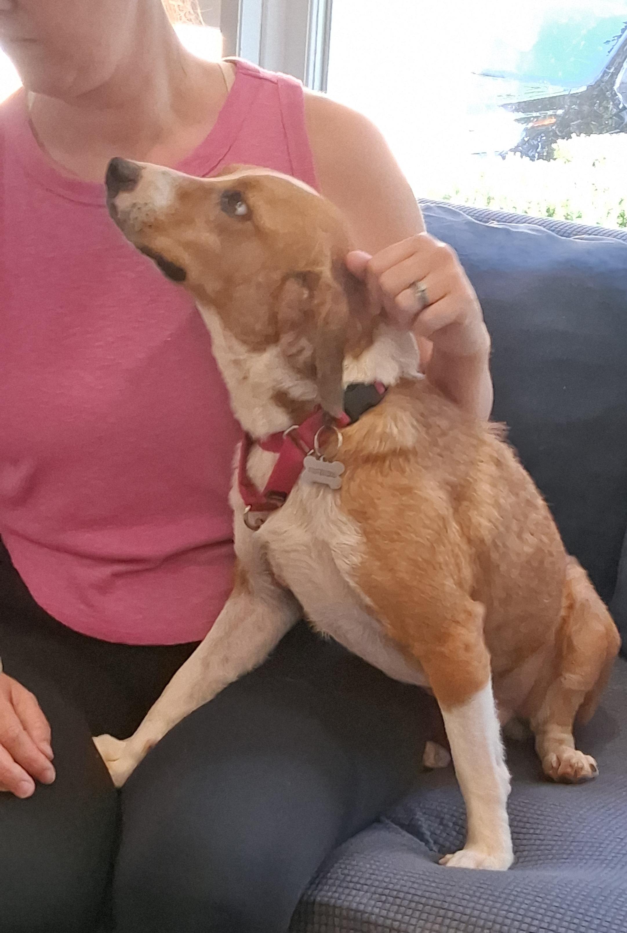 Barney, an adopted Beagle in Elmhurst, IL image 2/6