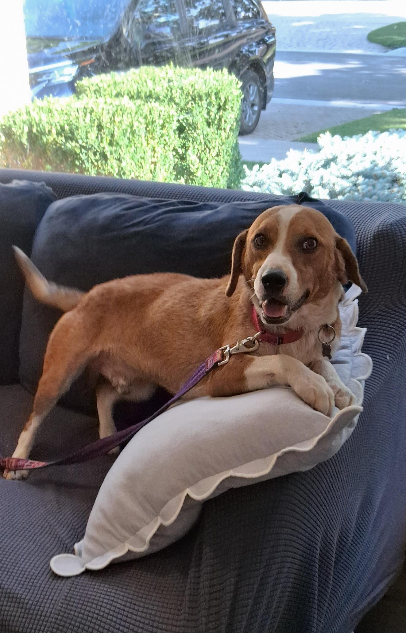 Barney, an adopted Beagle in Elmhurst, IL image 4/6