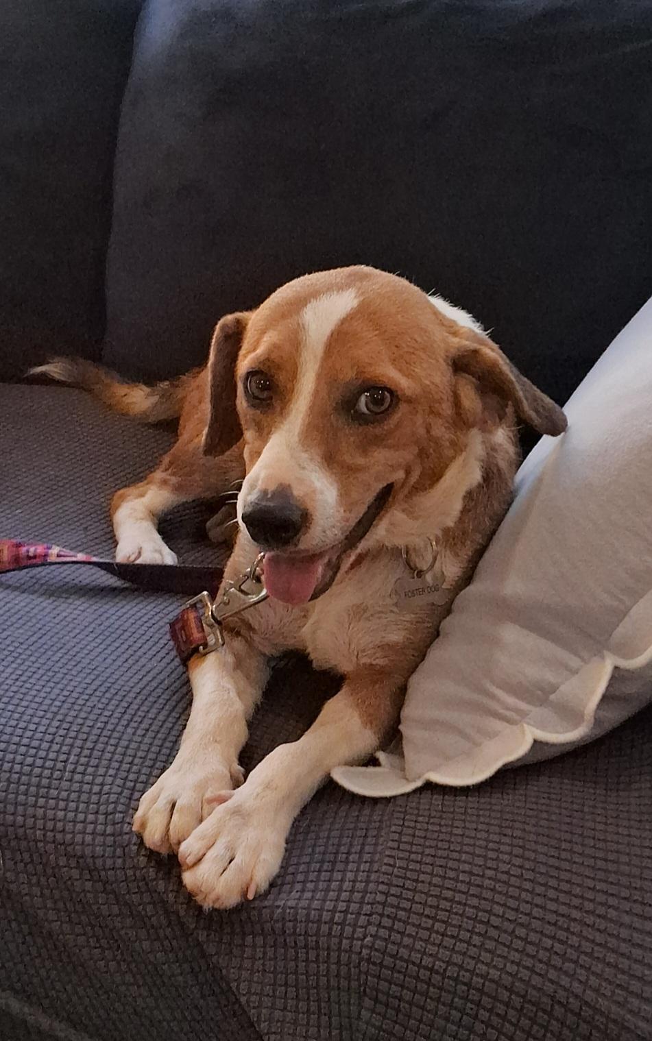 Barney, an adopted Beagle in Elmhurst, IL image 3/6