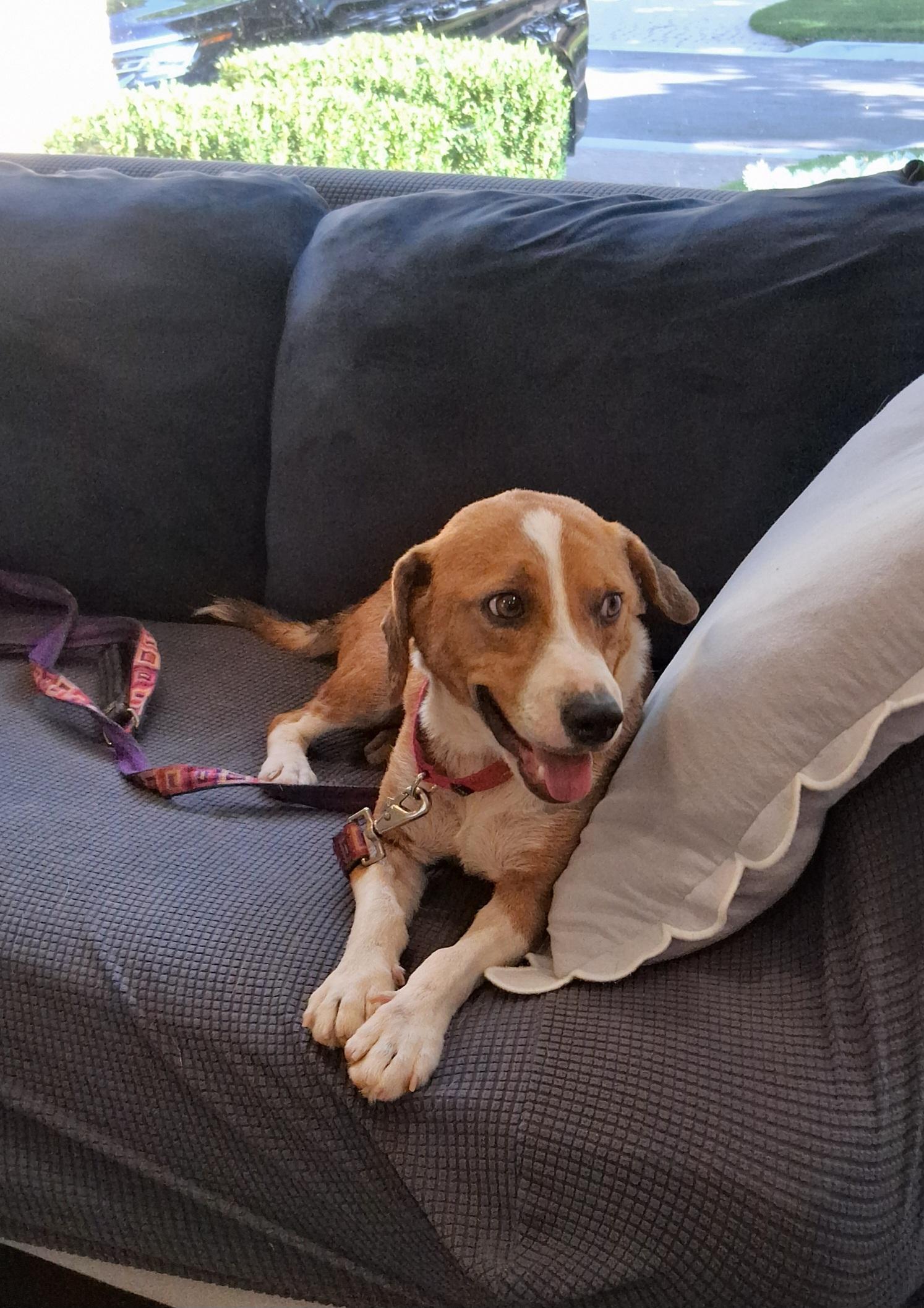 Barney, an adopted Beagle in Elmhurst, IL image 6/6