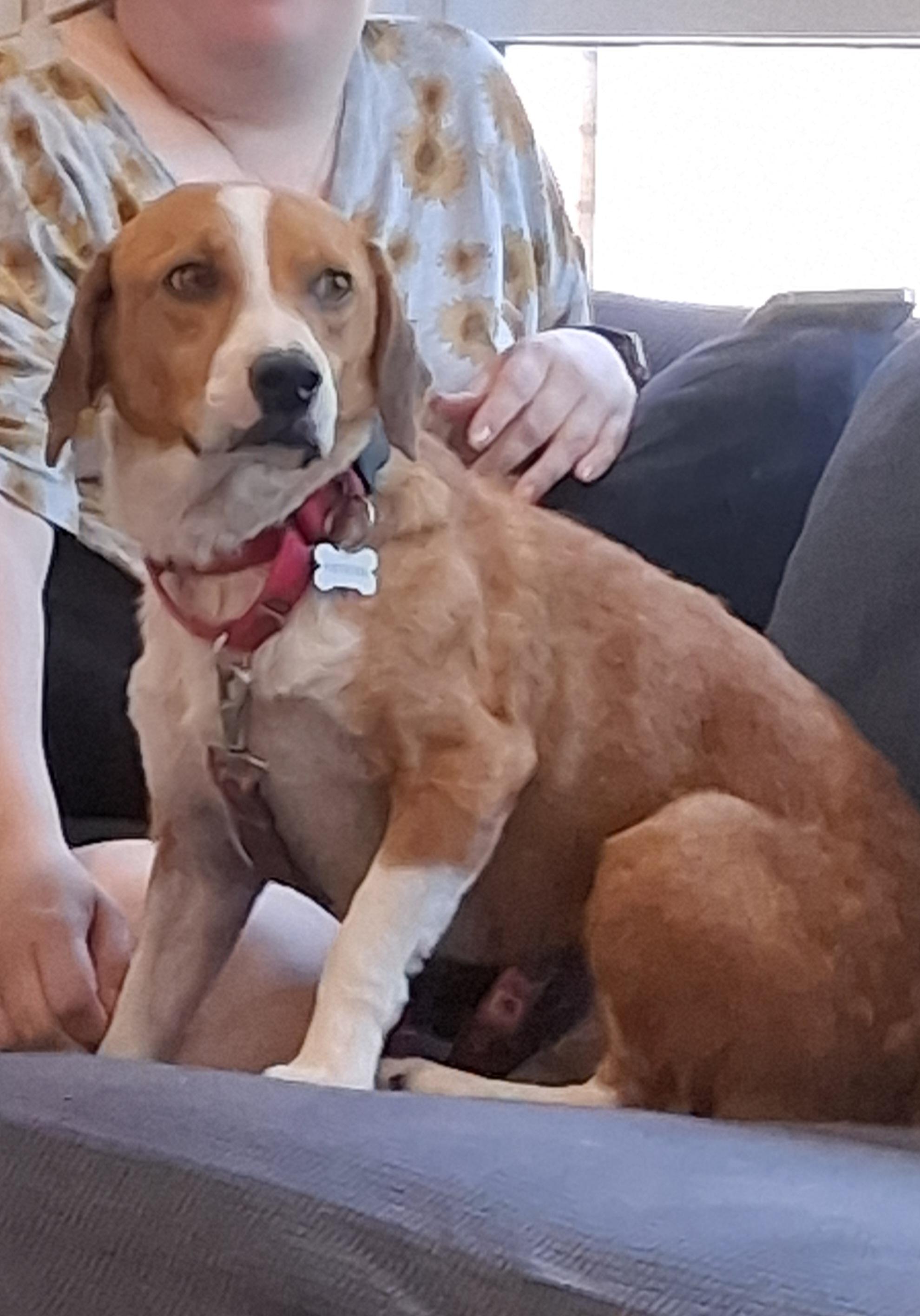 Barney, adopted, Adult Male Beagle.