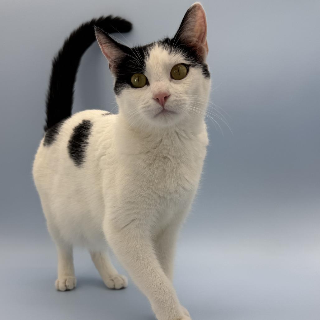 Enlarge Peekaboo, a Adoptable Domestic Short Hair in Escondido, CA image 1/4