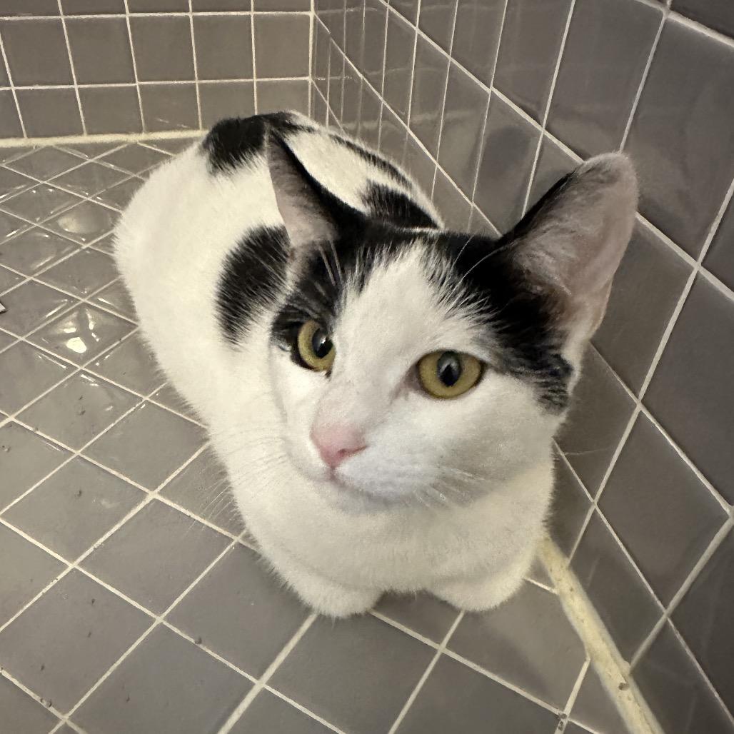 Enlarge Peekaboo, a Adoptable Domestic Short Hair in Escondido, CA image 2/4