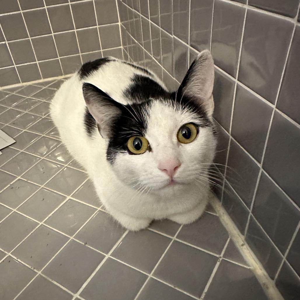 Enlarge Peekaboo, a Adoptable Domestic Short Hair in Escondido, CA image 3/4
