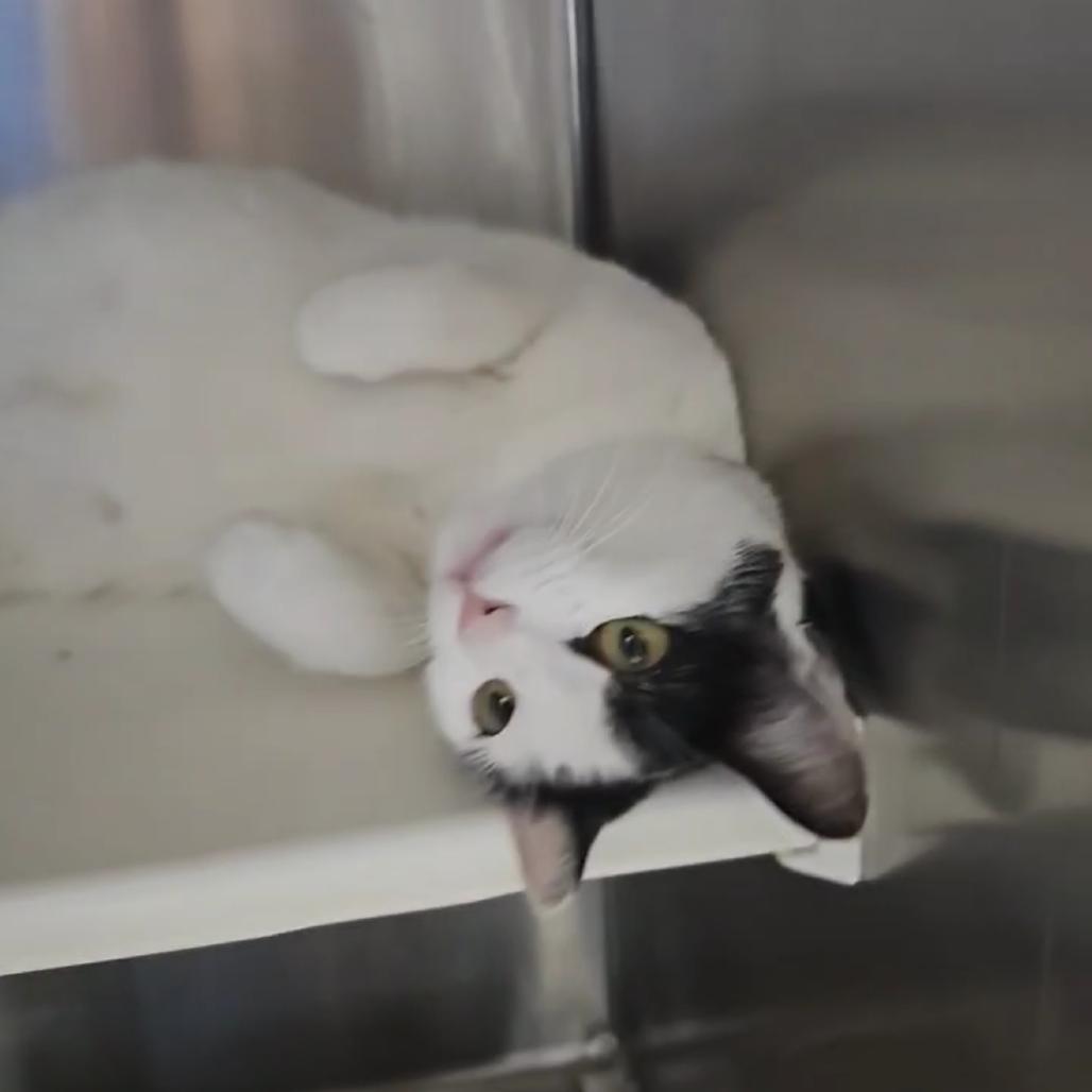 Enlarge Peekaboo, a Adoptable Domestic Short Hair in Escondido, CA image 4/4