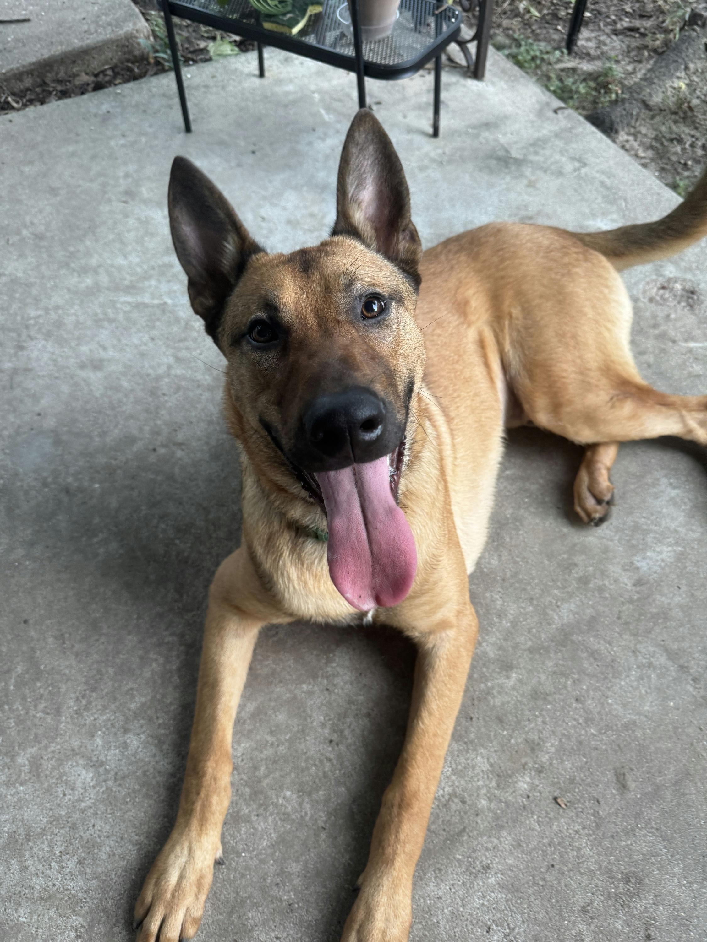 Duke, Young Male unknown